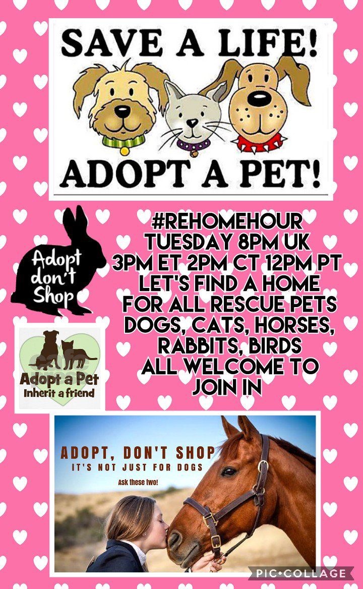 Welcome to today's #rehomehour 
Ready, steady, GO!! 
Let's get tweeting for pets needing a #foster or #foreverhome For
charity #fundraiser #Fundraising #charitytuesday For #Missing pets 
All things pets 🐕🐈🐎🐂🐖🐏🐔🐇 Let's go!
