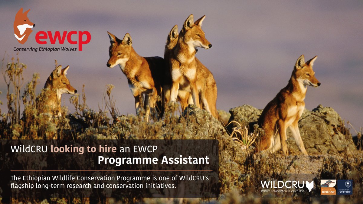 WildCRU’s Ethiopian Wolf Conservation Programme is seeking a Programme Assistant to provide pro-active support to its Director at Oxford in a range of administrative and financial matters. For info see bit.ly/3WsHwMF Application deadline 29 May