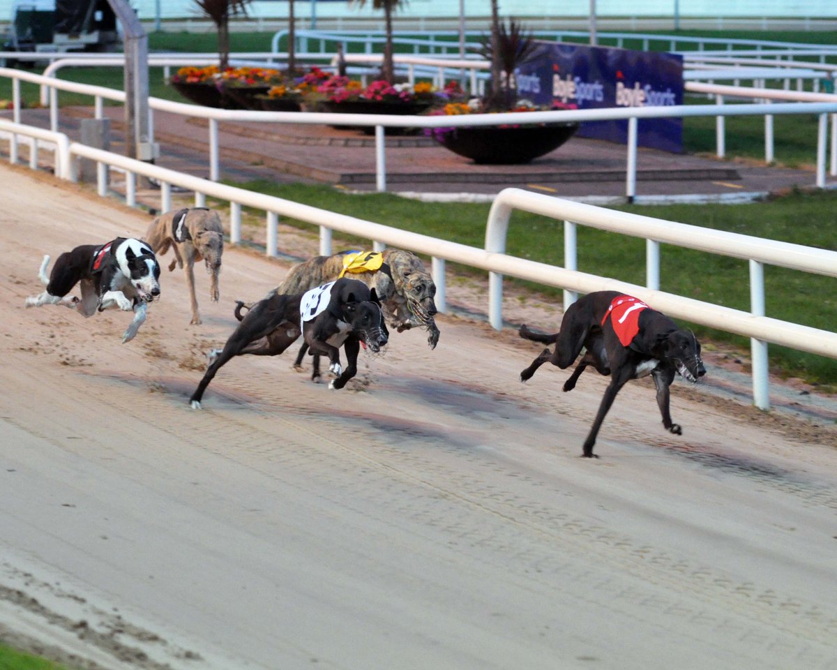 This evenings Irish Focus 📺 They will drop in on HQ and look back at the semi-finals of the Shelbourne Open 600, while also previewing the Final. They will bring you the best of the undercard action too. More info bit.ly/3yaIgLW #GoGreyhoundRacing #ThisRunsDeep