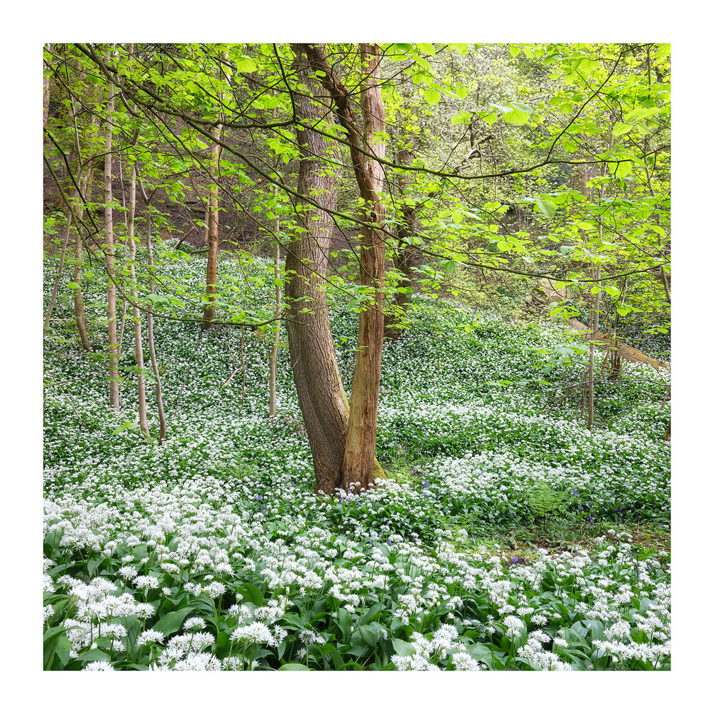 Wild garlic in full bloom now, and smelling pretty strong too! #Calderdale #Yorkshire