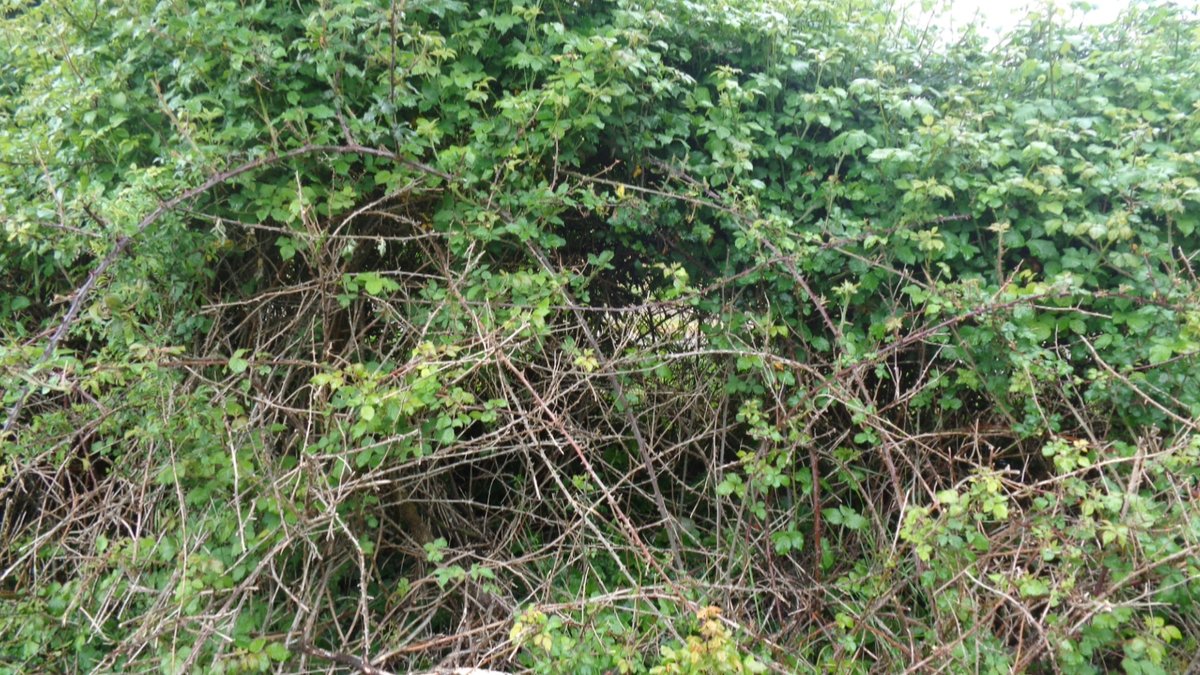 Here is our 'nightingale hedge' (one singing male presently) SW France. Intentionally 'overgrown', 2-3 metres breadth - the bird also likes to feed beneath the arcs of bramble, presumably because they offer protection against raptor attack. #nightingales #conservation