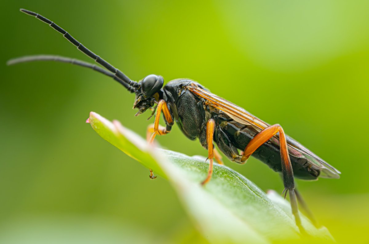 I photographed a number of different sawflies species on my walk this week. I thought this was a wasp at first but pretty sure it's a sawfly and possibly Tenthredo atra? 🤔