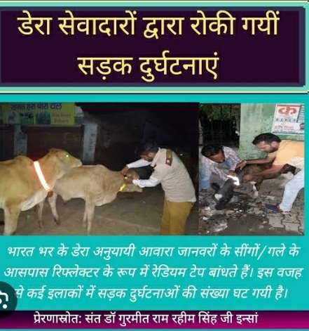 Saint Dr.@Gurmeetramrahim Ji Insan started 142 welfare work's from which one is Animal Welfare. Under this initiative the volunteer's provide them food, water, shelter and medical aid to injured.
 #SafeRoadSaveLives #AnimalWelfare 
#AnimalCare #Kindness 
#DeraSachaSauda