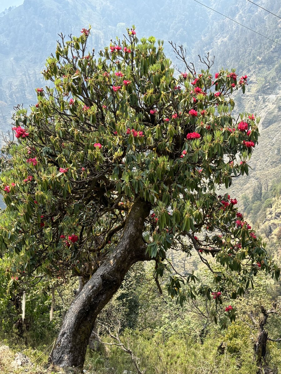 A beautiful Rhododendron at 7200 feet above sea level Near #Munsyari #Uttarakhand