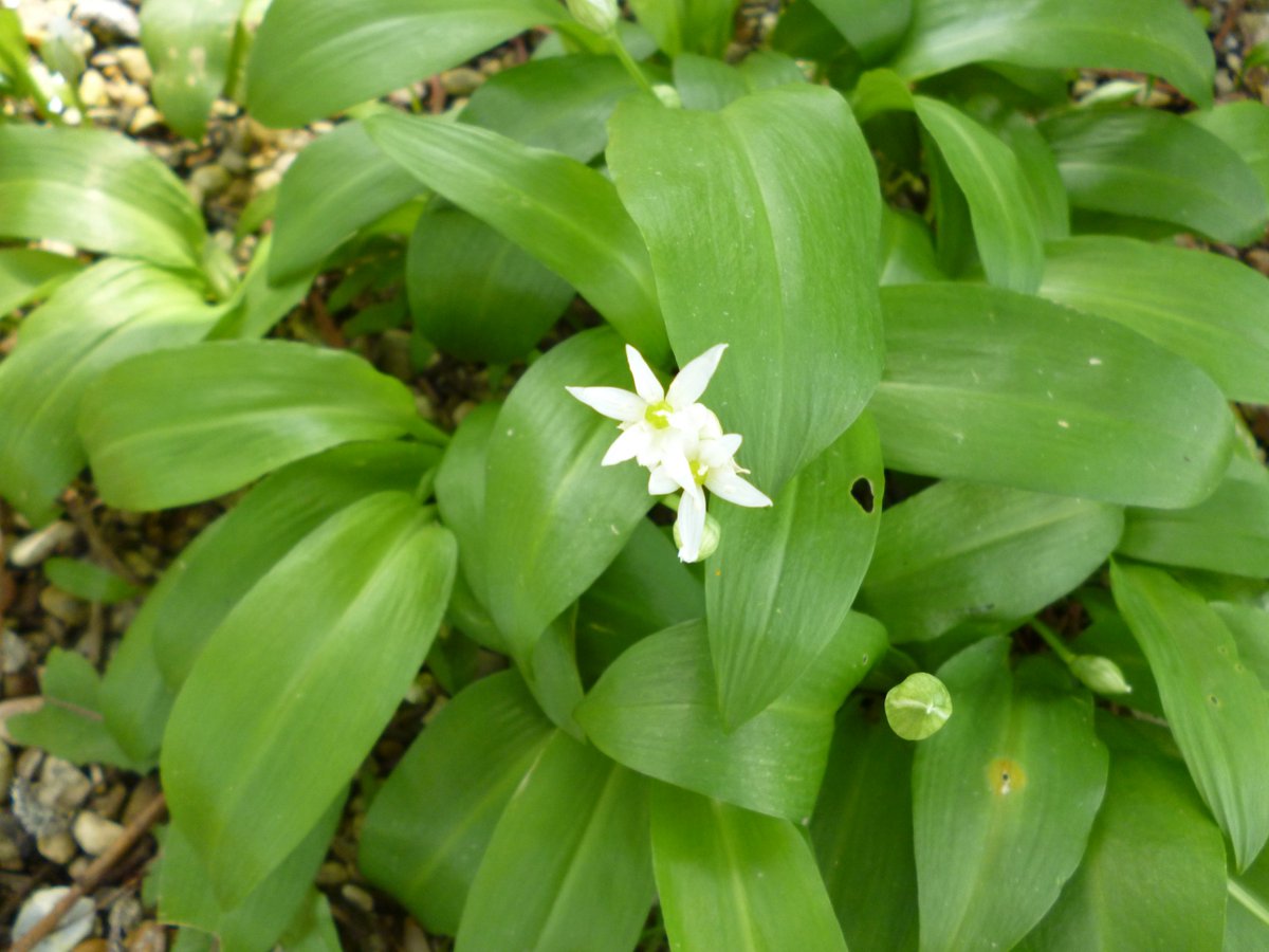 Our small clump of wild garlic coming into flower.