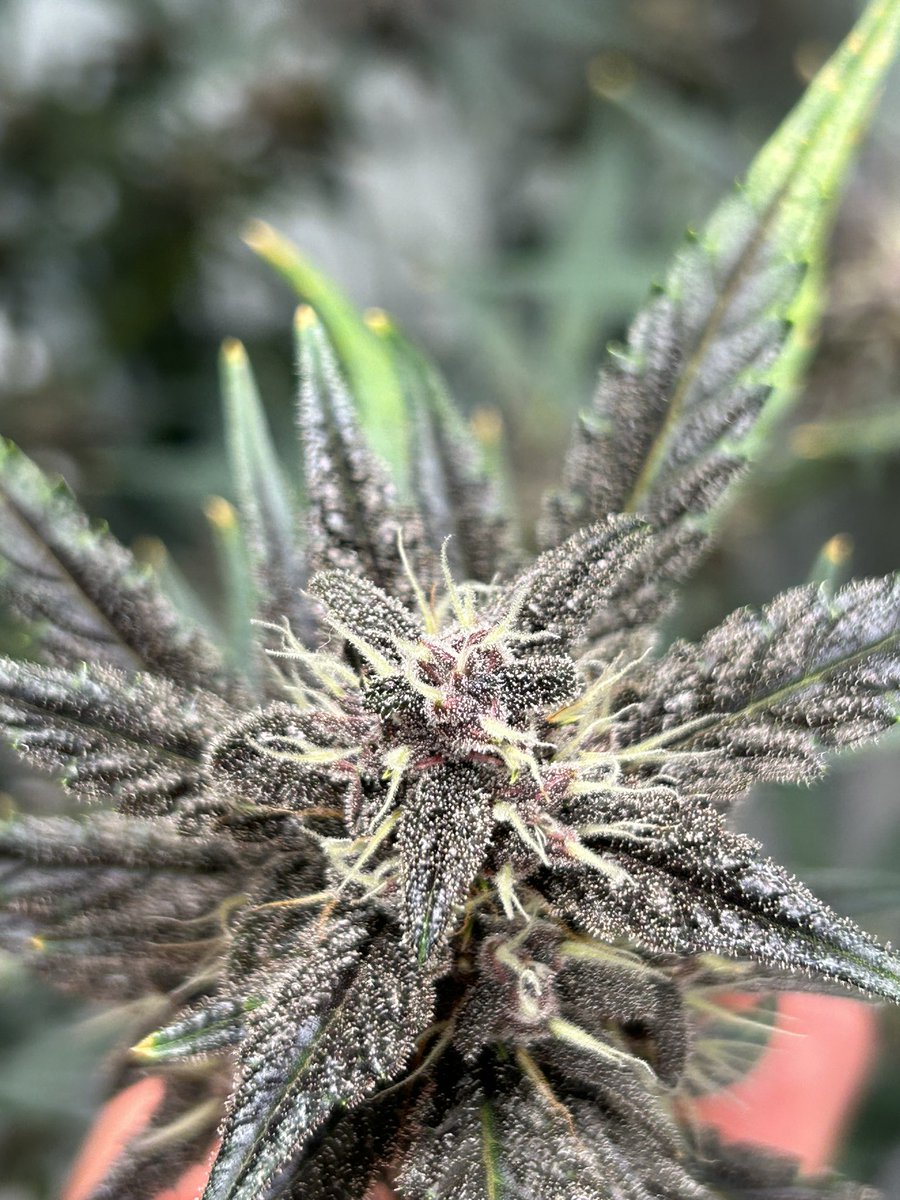 Isn’t she lovely? 😍😍
This @Fast_Buds #LSD25 has been a great, easy plant to grow ✌🏻💚👽💨
The @ILGMarijuana #autoflowering #WhiteWidow could take notes on how to act 😏