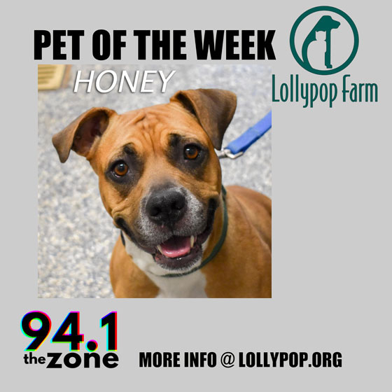 3-year-old Honey sure is sweet! She is a fun gal who loves playing with toys, especially ones that squeak! 

If you're interested in meeting her, please hit up @lollypopfarm

#PetOfTheWeek #LollypopFarm