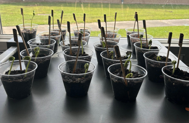 #3rdGraders have learned about the plant life cycle and are caring for their own plants! They start every morning by measuring and tracking their plant's growth data!🪴 #STEM @PCS_STEM
