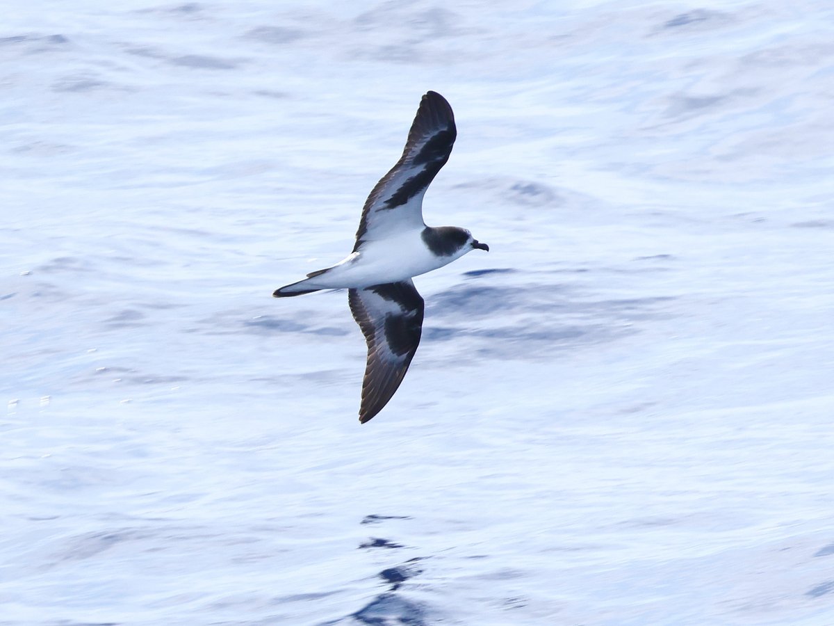 A few pterodromas from the West Pacific Odyssey. Black-winged and White-necked from NZ, Gould's from New Caledonia, Bonin's from Japan. All stunning seabirds.