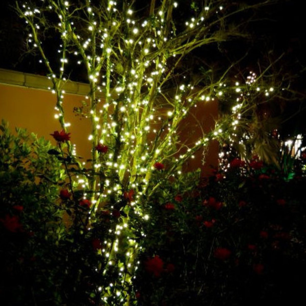 Introducing the Linea All Seasons fairy light string set—built tough for year-round outdoor use! 🌟 

#dreamhome #homeinspo #lightingdesign #outdoorliving #outdoor #homedecor #design #gardendesign #interiordesign #gardendesigner #landscapedesign