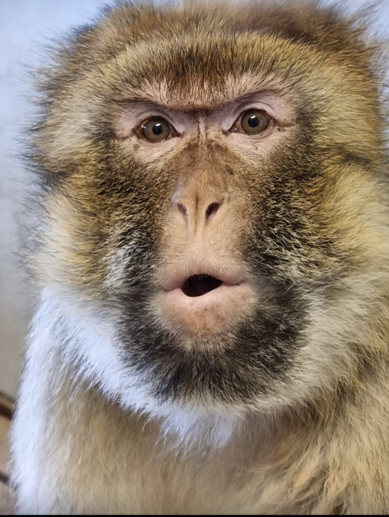 Today is the start of International Macaque Week ❤️🐵 

We’ll be raising awareness on these amazing primates, including the rescued Barbary’s & Rhesus macaques we care for at Monkey Haven, so join us this Bank Holiday! 
monkeyhaven.org/news/

#internationalmacaqueweek