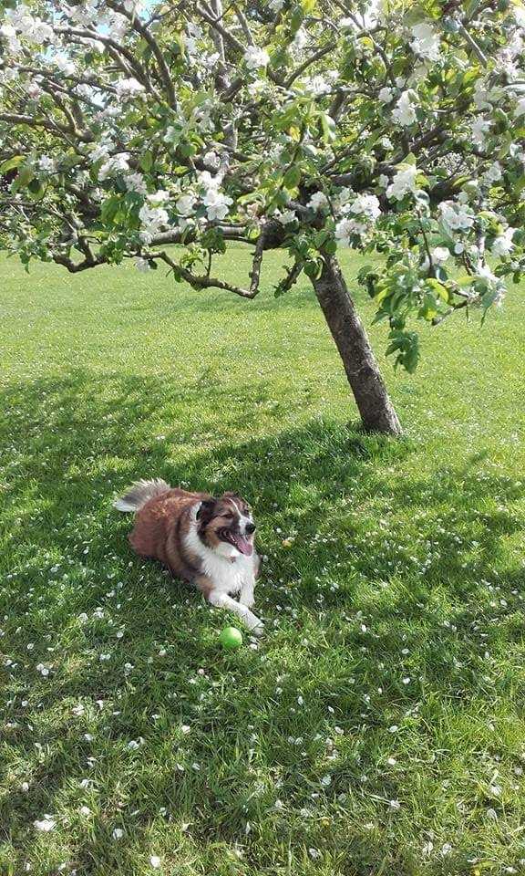 Wishing our lovely friends and followers a happy Month of May..
This photo of #DannyBoySableWelshSheepdog #AngelDannyBoy was taken in May 2018, just a few months before we lost him to #pancreaticcancer #cancersucks #missourboy #funtimes #gonebutnotforgotten
🐾🐾🐕😢💔🌈