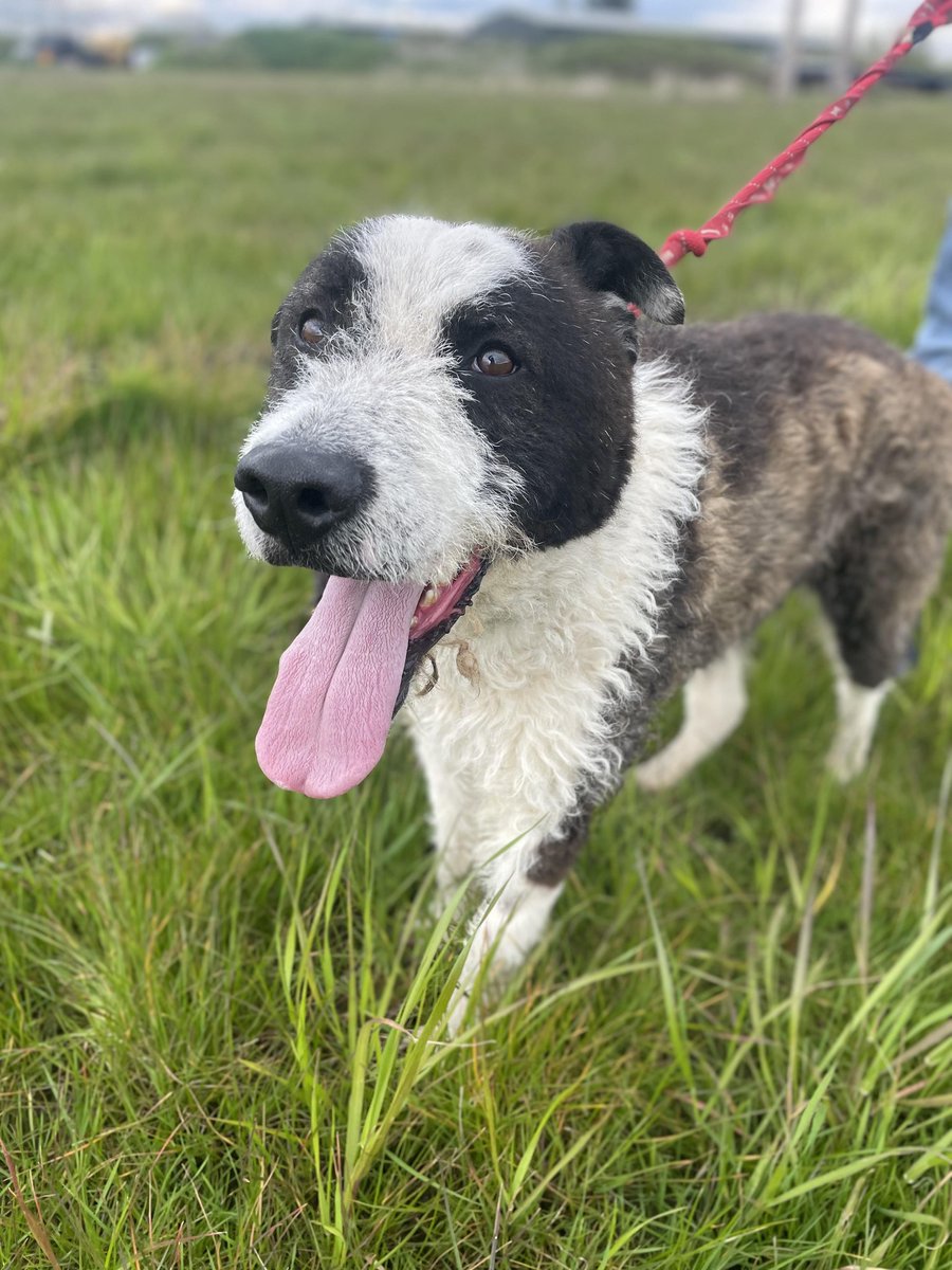 Riley is in kennels in #Worcestershire He is about 2.5 years old and is a large boy (about 25kgs).
Riley is a real people person - he just loves human company and attention He is good with both men and women, and is very affectionate. Everyone who meets him just falls in love