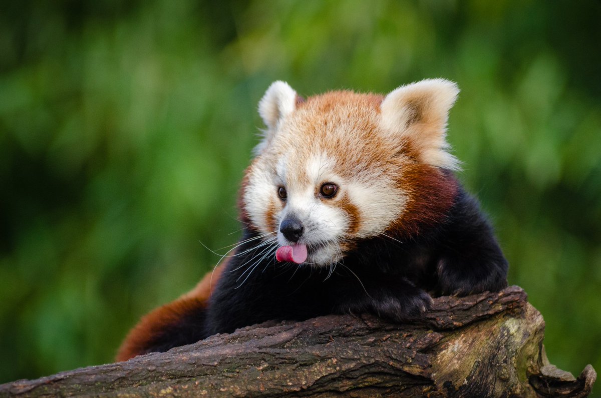 Red Panda Every Hour! (@RedPandaEveryHr) on Twitter photo 2024-05-01 14:58:31