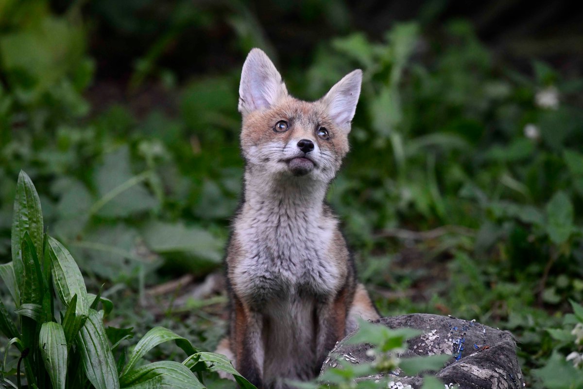 The 2024D Red Fox Vulpes vulpes vixen cub, now identifiable by a play-fight inflicted notch in her right ear (useful for ID, as she looks similar to the 2024A vixen cub), is the smallest and most submissive member of this year's litter. She should be OK if she sticks to the rules