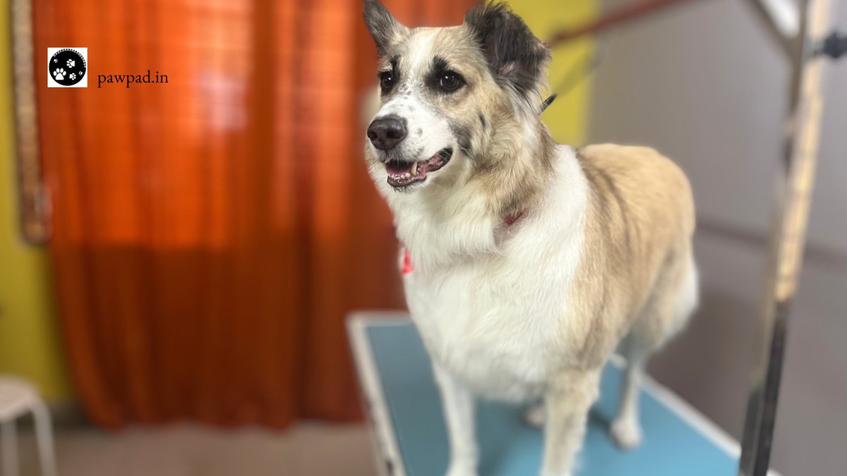 Isn't this one just such a beauty??!! Pepper ❤👑😍

#indiedog #indiedogsofinstagram #indiedoggrooming #doggrooming #petgrooming #doggroomingbangalore #indiesofbangalore #indiedoglife