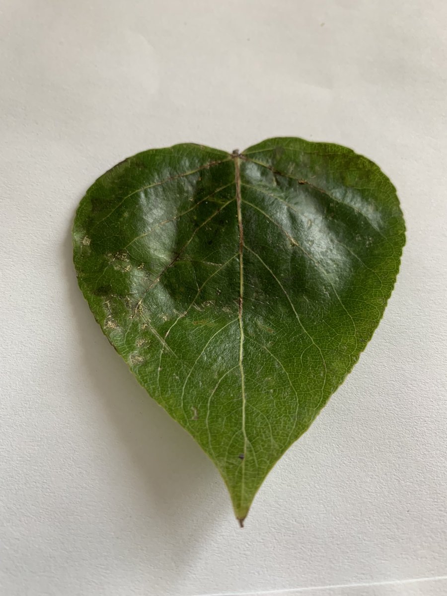 The leaf 🍃 made me smile this morning. Day 2 I ve won 🥇. #MindfulLiving #artismedicine #artistherapy #MentalHealthMatters #smallsteps #eupd #ptsd #fnd #neads for once I feel proud of myself ( this feeling makes me feel uncomfortable)