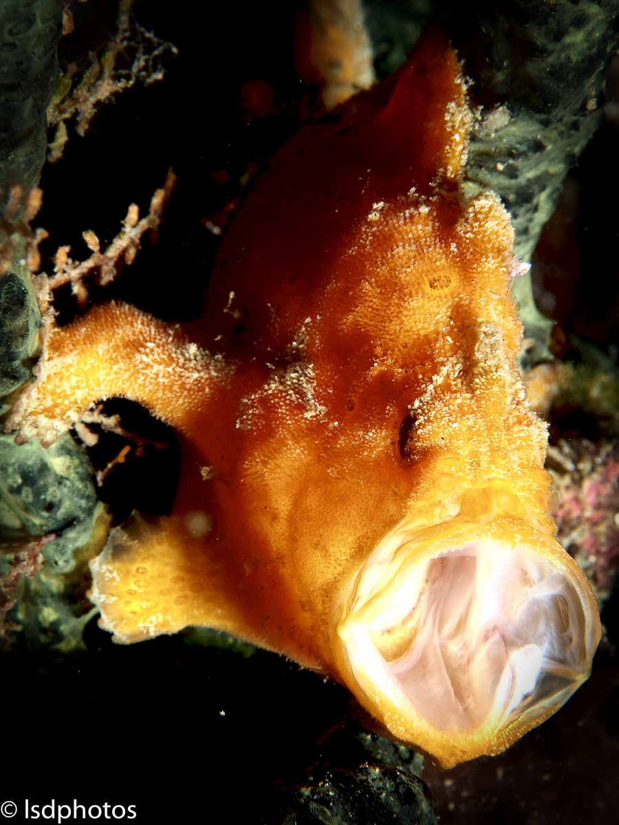 Featured Photos: Frogfish

#scuba #scubadiving #underwaterphotography #saintlucia #stlucia #divesaintlucia #marinelife #ocean #islandlife #PADI #photography #frogfish