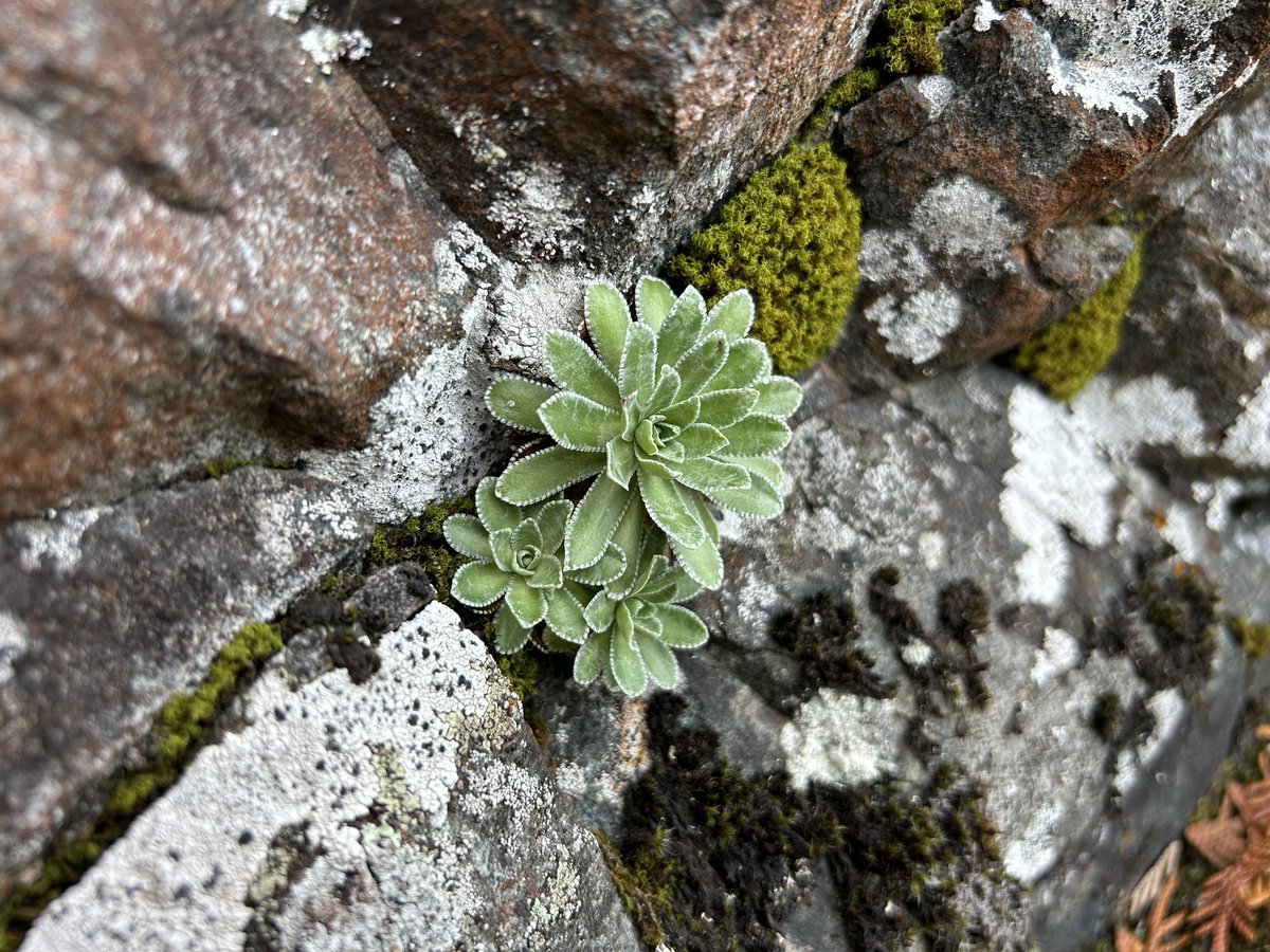 POV: you were orphaned from the rest of your arctic plants when the glacier retreated but you actually like your new microclimate home in #SleepingGiantPP. (Not sure what it means to be orphaned by a glacier? We'll fill you in: bit.ly/3wNUZUr)