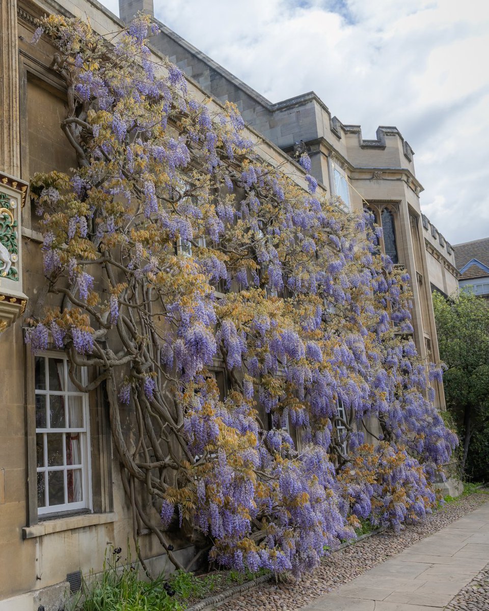 There's something mysterious about wisteria 🌸 📍 @Christs_College 📷 Lloyd Mann
