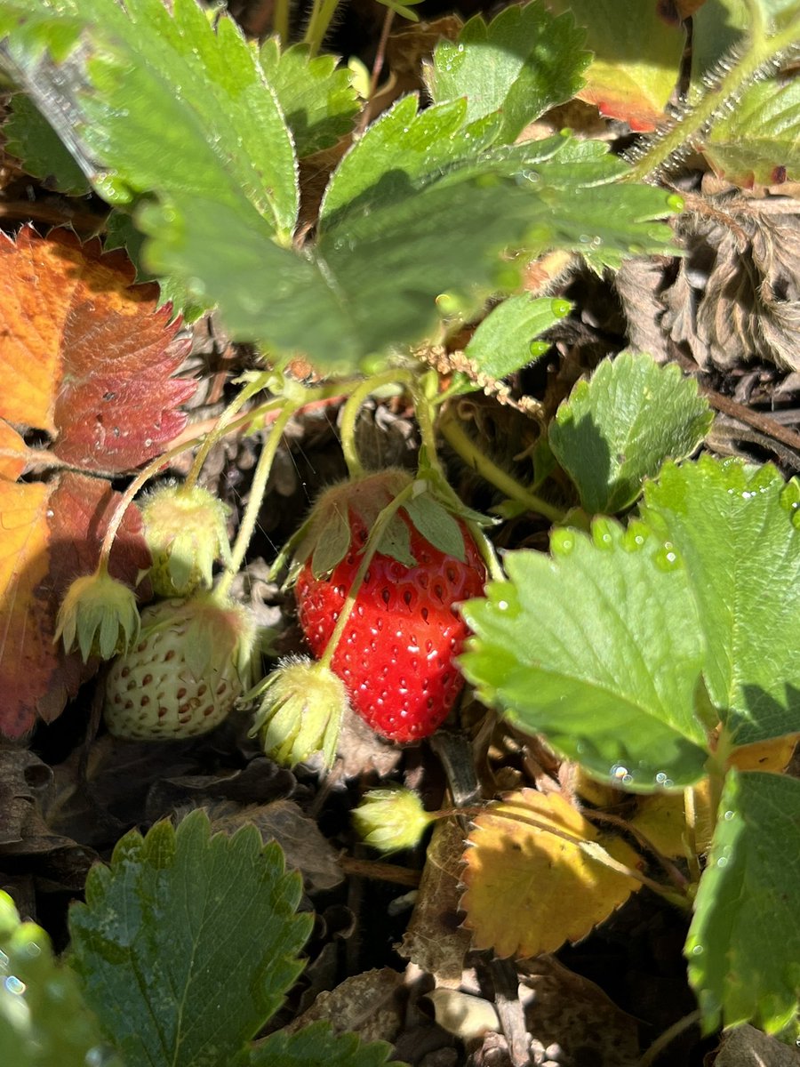 Seedenomics

These strawberrries are in my back yard! They did not just appear! They are a result of seed sown!😊