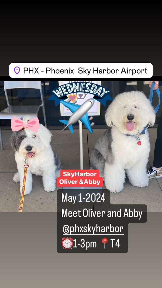 May 1-2024 Meet Oliver and Abby @PHXSkyHarbor ⏰1-3pm 📍T4 #airporttherapydogs Photo abbythetherapydog