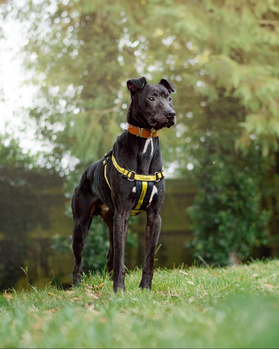 Peter goes by the nickname Benjamin Mutt-on and here's why 🐶 
He came into the care of @DT_Kenilworth as a stray 😔 We first thought Peter was an older Patterdale Terrier but we soon discovered that he was infact a young Lurcher puppy suffering from a skin condition.
🧵👇