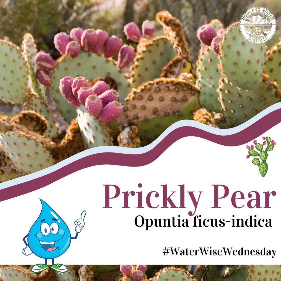 🌵Did you know that the Prickly Pear is one of the largest species of cacti? This drought tolerant plant is a species that does well in Mediterranean climate zones and can grow up to 18 ft. tall. Interested in learning more? Visit bit.ly/3xX1tAV #WaterWiseWednesday