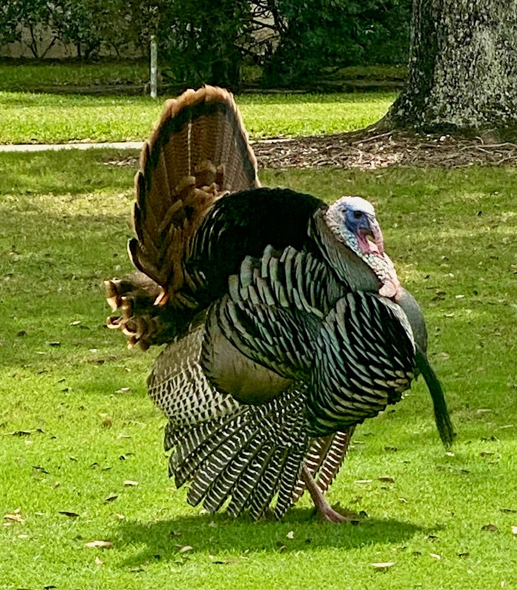 Thank you, Donald Buchholz, for sharing this lovely photo of a turkey strolling through the Community! #WildlifeWenesday #LifeatIbis