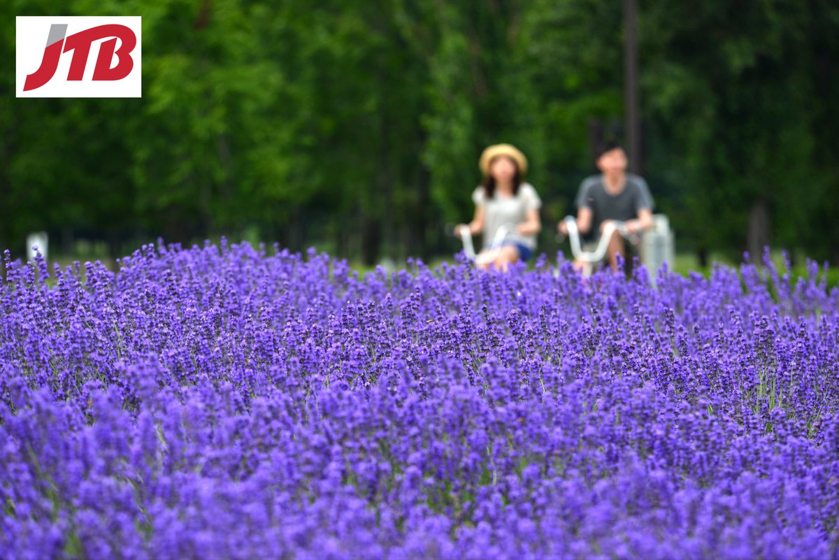 ONLY 2 SPACES LEFT - get your lavender on in Hokkaido with JTB USA Honolulu, escorted from Hawai’i, US Mainland departures available! 🤙 Hokkaido Lavender Tour July 2 ~ 10 🌟 Guaranteed Departure‼️ 👉 jtbusa.com/doc/Print_JUL0… #tour #travel #Hokkaido #visithokkaido #HokkaidoLove