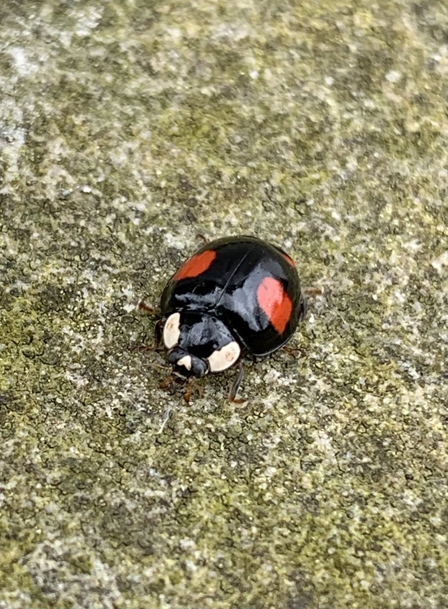 Spotted this ladybird in the garden today… Looks a right hard case. 😉👍🐞