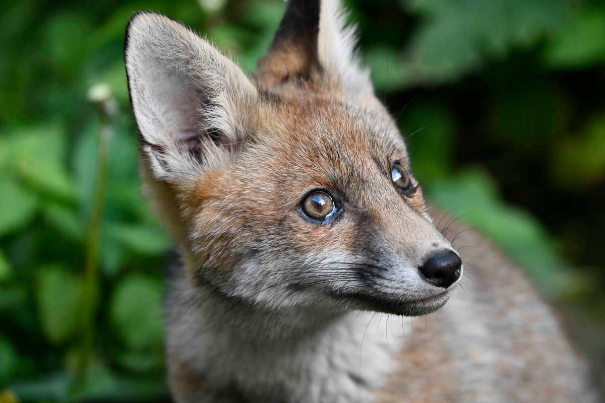 The dominant 2024A Red Fox Vulpes vulpes vixen cub has always been more bold and adventurous than her three siblings. She was watching the (completely unconcerned) House Sparrows Passer domesticus using a fat-feeder yesterday.