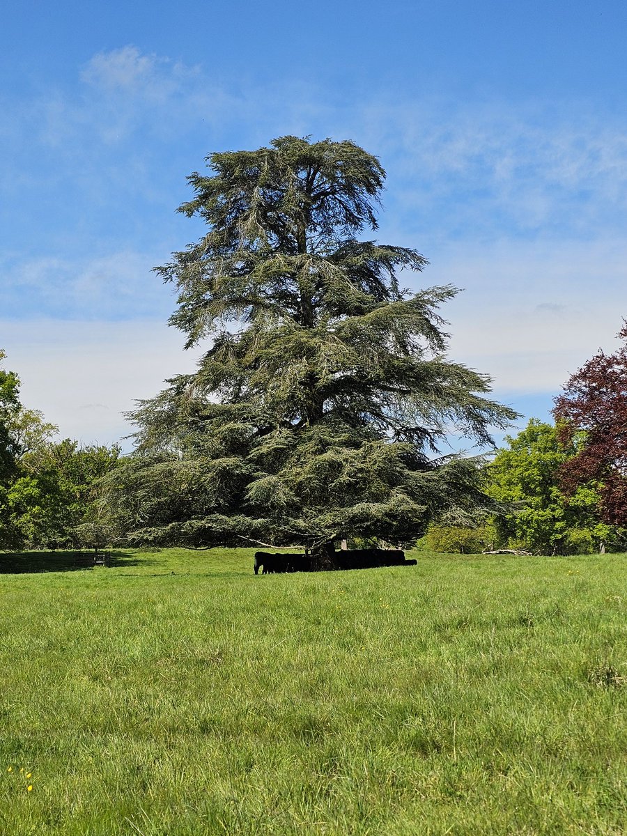 A glorious sunny #treeclub with a 650 yr old oak tree
Shading cows and gorgeous reflection