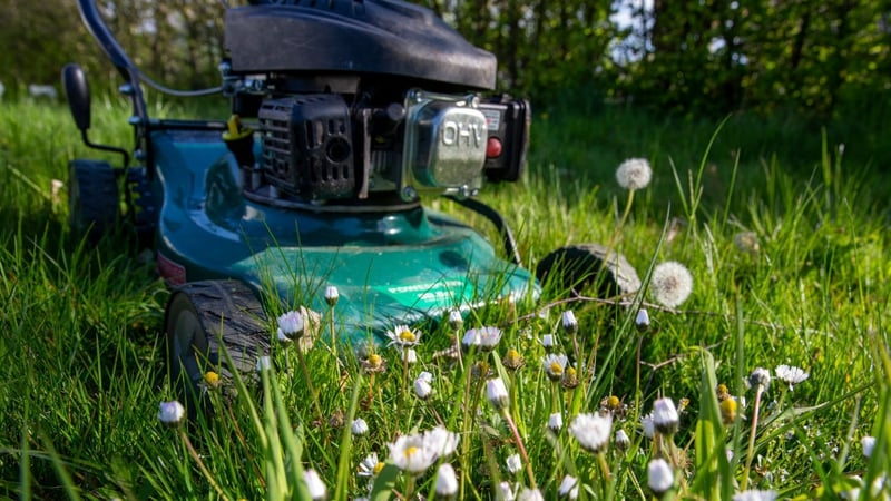 Why you need to put away your lawnmover for May. @paul__holloway @eriucc @UCC on how #NoMowMay allows native plants to recover and provide ecosystem support for pollinators and nature rte.ie/brainstorm/202…