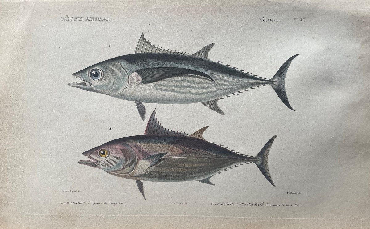 it's #WorldTunaDay and once again we've delved into Cuvier's Le Règne Animal to find illustrations of tuna species (and one bonito) to celebrate these wonderful oceanic wanderers.