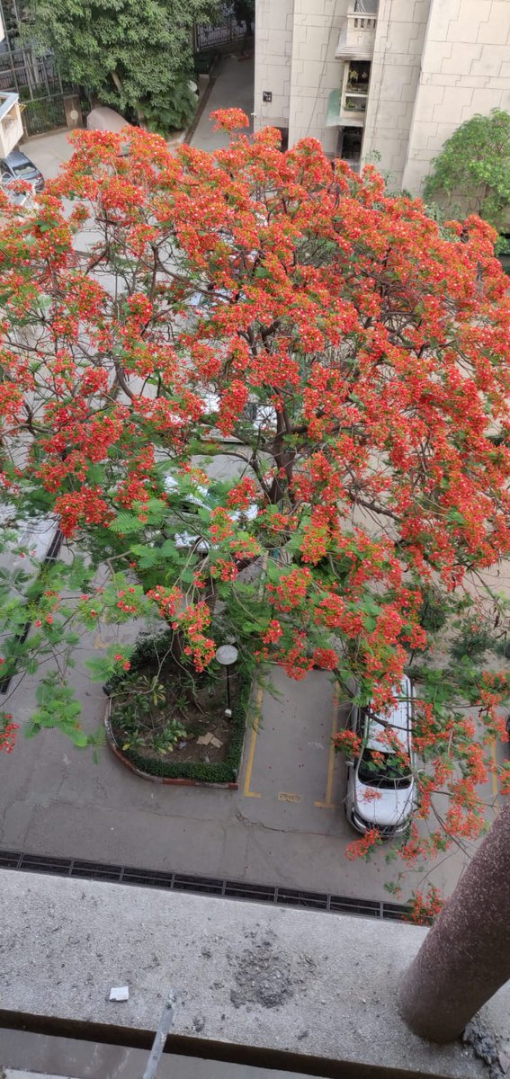 Orange is the color of the season. 😊
Gulmohar (Orange Blossom) flowers in full bloom in one's apartment complex.
An indication of what's coming?