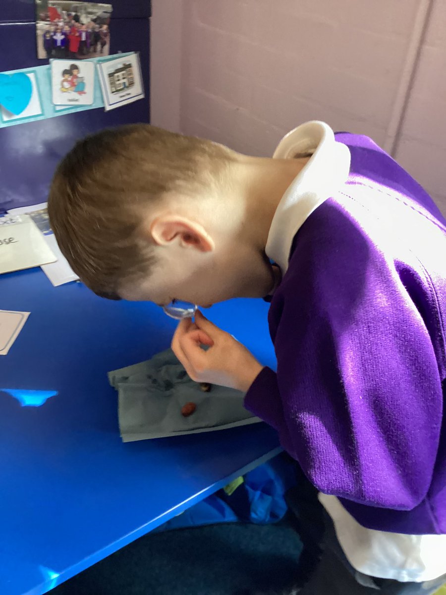 In Science, Year Two have been dissecting seeds to find out what’s inside. @MissJenkinson @GarswoodPrimary