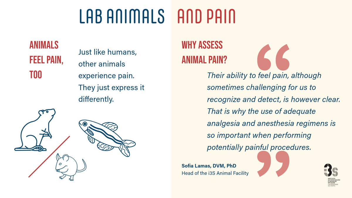 🇵🇹 Learn about how & why EARA member @i3S_UPorto assesses pain in its research animals! #BOARD24