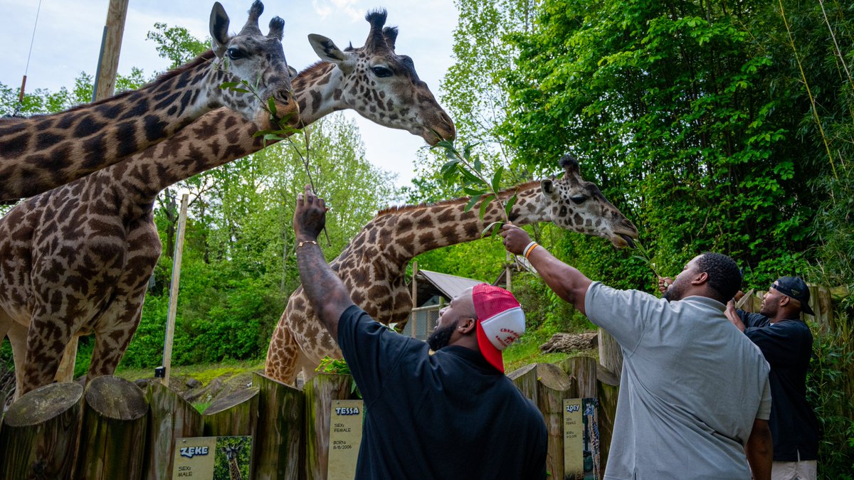 Cincinnati Bengals (@bengals) on Twitter photo Nothing better than a weekday trip to the <a href="/CincinnatiZoo/">Cincinnati Zoo</a> π¦π¦π¦
<a href="/Vonn/">Vonn Bell</a> + <a href="/BJHill5/">BJ Hill</a> + <a href="/GermainePratt7/">Germaine Pratt</a> Nothing better than a weekday trip to the <a href="/CincinnatiZoo/">Cincinnati Zoo</a> π¦π¦π¦
<a href="/Vonn/">Vonn Bell</a> + <a href="/BJHill5/">BJ Hill</a> + <a href="/GermainePratt7/">Germaine Pratt</a>