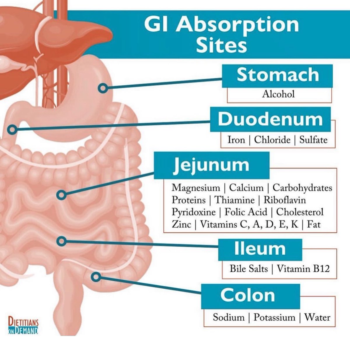 📌 GI Absorption Sites of Nutrients 

#MedEd #FOAMed #NutritionMatters #Nutrition 
Amazing work by @dietitiansondemand