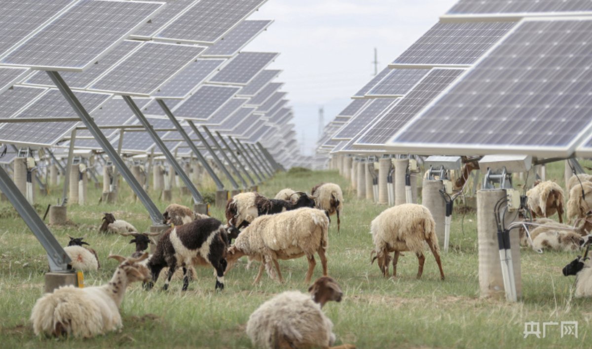MEET THE PHOTOVOLTAIC GOATS OF THE GOBI DESERT The 2.2GW Talatan Solar Park is the second largest solar installation in the world. It also accidentally greened the desert. Before the panels arrived starting 2012, it was a barren landscape, 98.5% desert, and so windy the swept-up