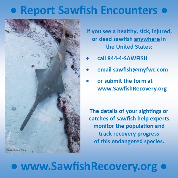 U.S. Sawfish Recovery (@SawfishRecovery) on Twitter photo 2024-05-01 15:12:26