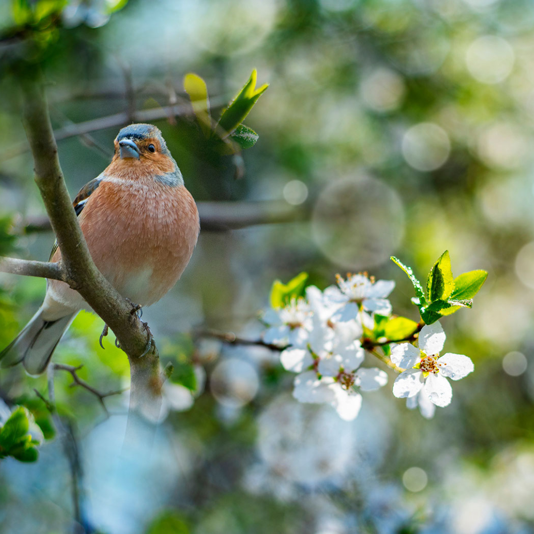 “Every bird, every tree, every flower reminds me what a blessing and privilege it is just to be alive.” — Marty Rubin #birds #gratitude #GratitudeIsMyAttitude