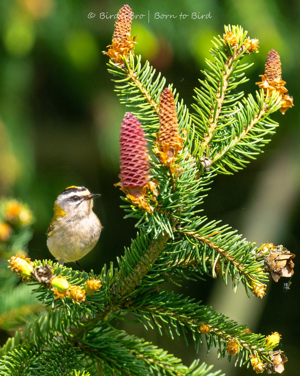 Size doesn't matter: the Firecrest is one of our tiniest #birds (in Europe), but cute as cute can be ⬇️🥰😍 #birdphotography #BirdsOfTwitter #BirdsSeenIn2024