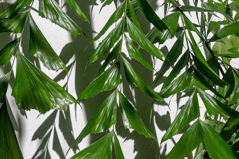 How to Grow Fishtail Palm Trees Indoors - Fishtail palms are elegant and dramatic, with their distinctive leaves. Learn how to care for these challenging palms indoors now on Gardener's Path. #tropicalplants #houseplants #palmtrees gardenerspath.com/plants/housepl…