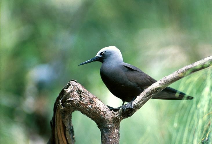 Operation “Kurangi” starts Tomorrow! (📸 “Sea Birds in Maldives Blog)