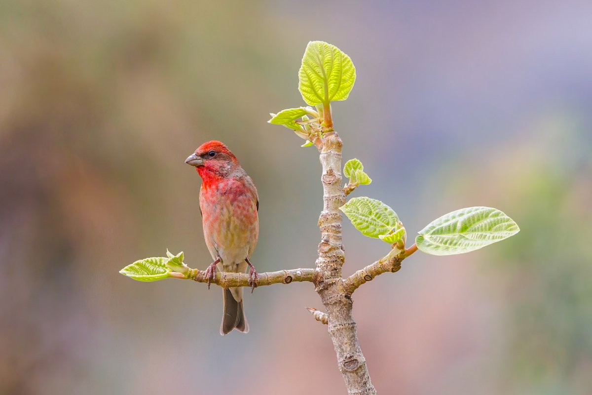 Meet the stunning Common Rosefinch, as vibrant as a spring flower in full bloom! by @samthebirder April, 2024 #birdwatching #NaturePhotography #wildlifephotography #birds @IndiAves @Avibase #BirdsSeenIn2024 Captivated by its beauty? Like & RT! 💖