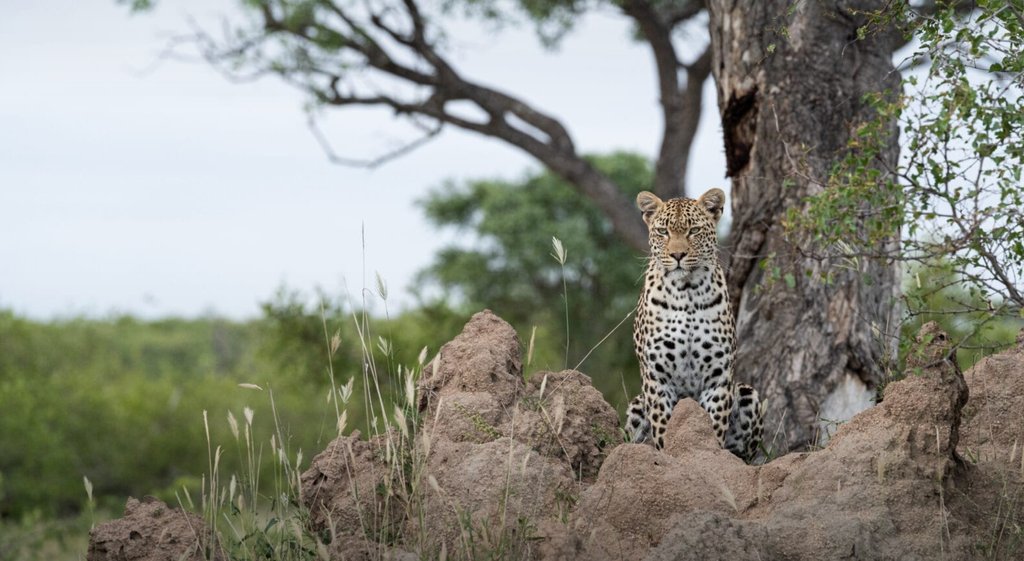 Where Will The Xinkhova Female Establish Territory? 
l8r.it/PsBX

#londolozi #thelondolozieffect #relais #relaischateaux #wildlifeblog #luxurysafari #safari @relaischateaux