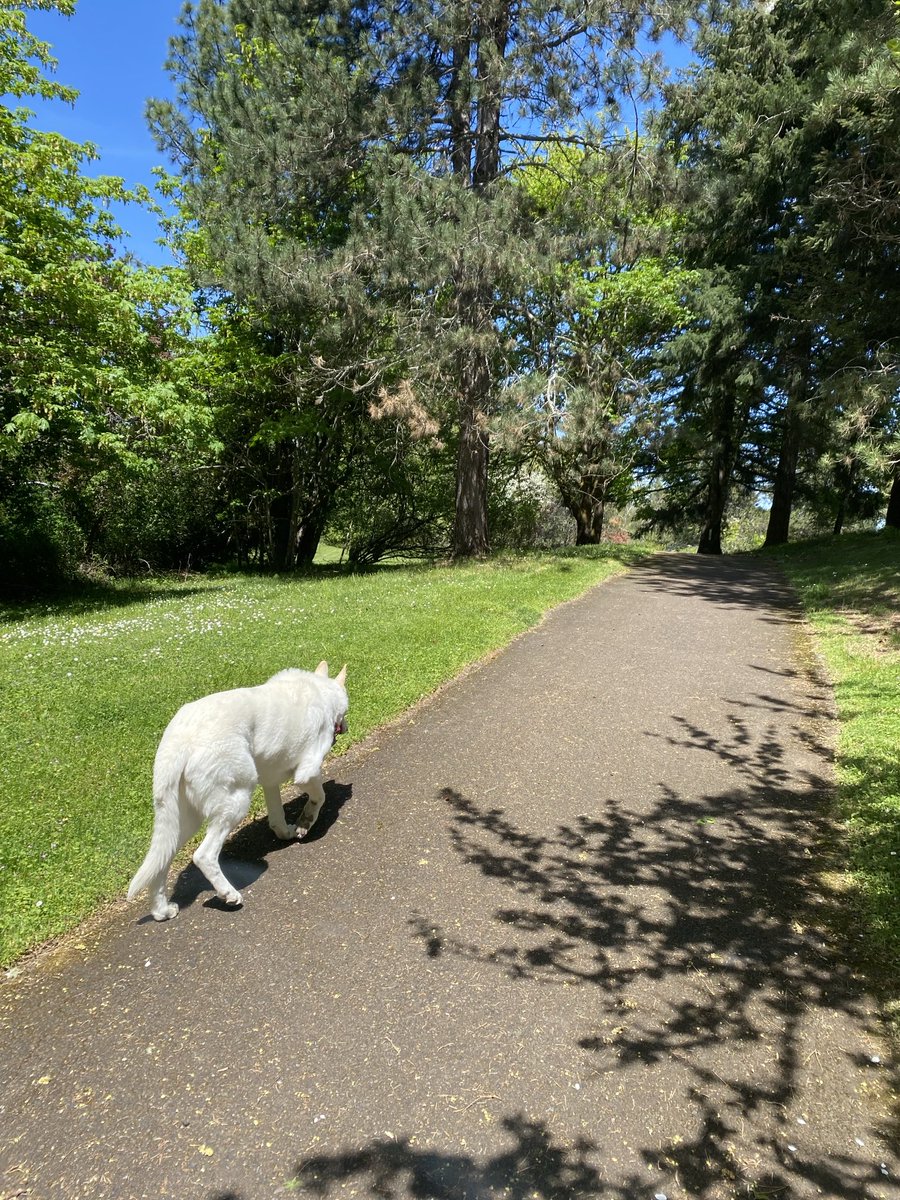 FREEDOM!! Well I was only off leash for a minute but Still!!🎉🥳🎊