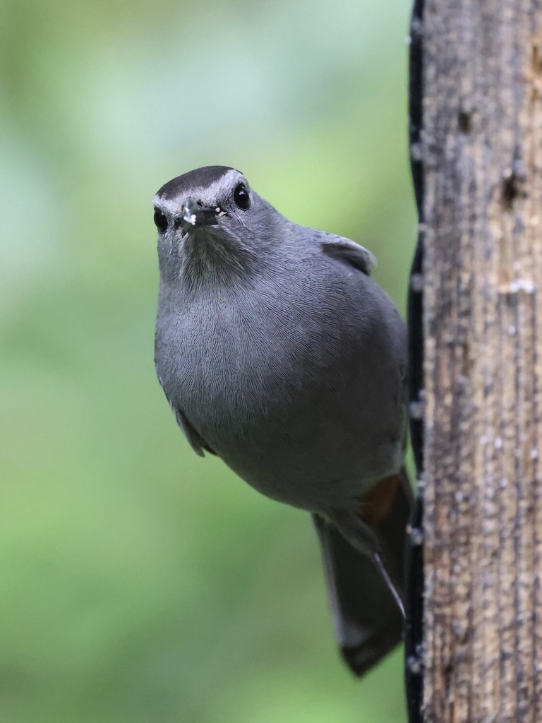 The Gray Catbirds are back! Well at least one of them anyway. It was super hungry after a long migration.